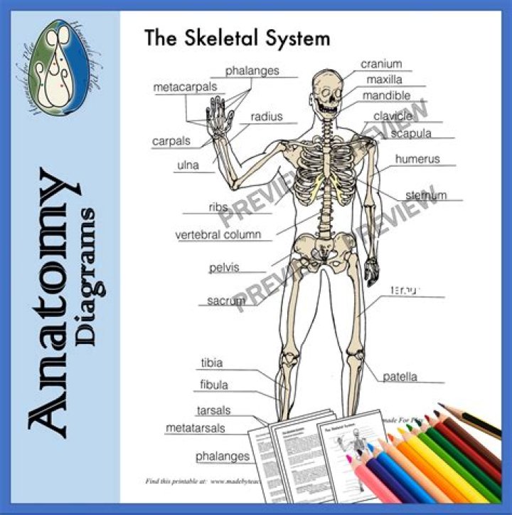 What is a skeleton and why do we have one?