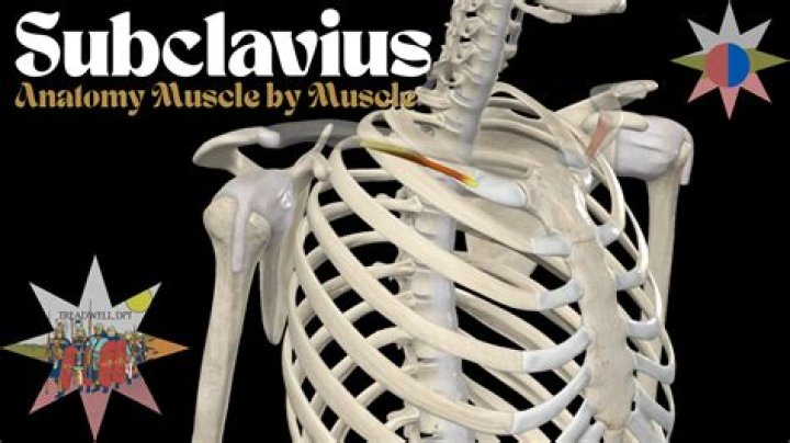What is a subclavius?