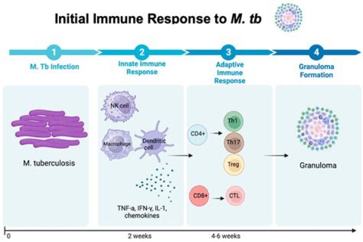 What is a TB 42?