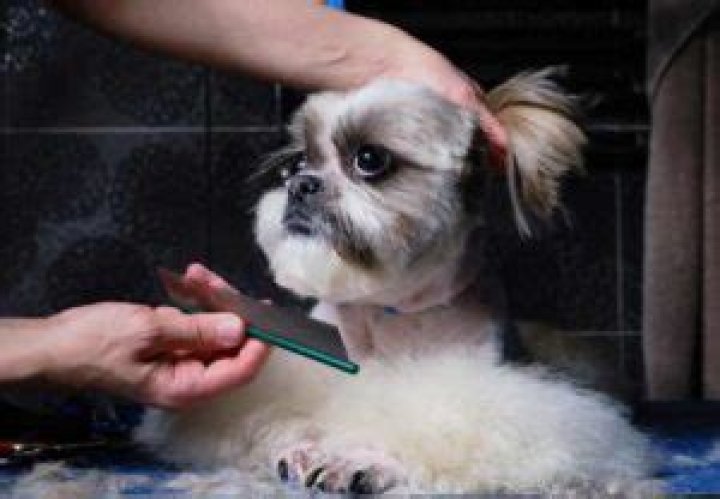 What is a teddy bear Shih Tzu?
