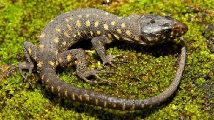 What is a Tongo lizard?