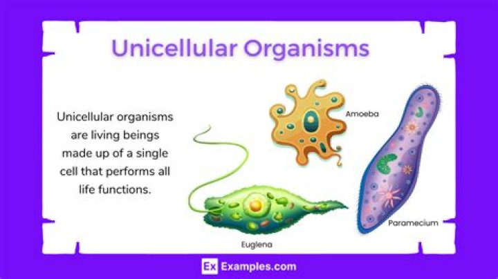 What is a unicellular simple definition?