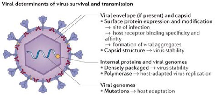 What is a virus that attacks a bacterial cell called?
