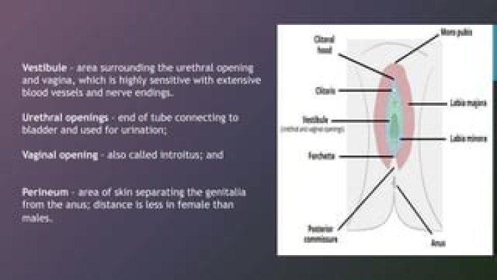 What is a vulvar?
