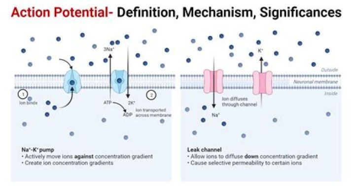 What is action potential in skeletal muscle?