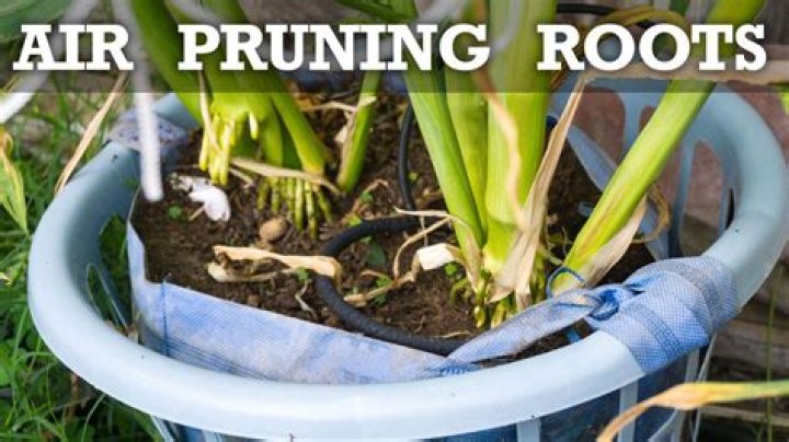 What is air root pruning?