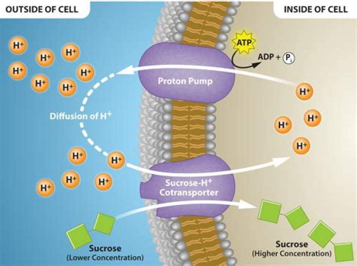 What is an antiporter protein?