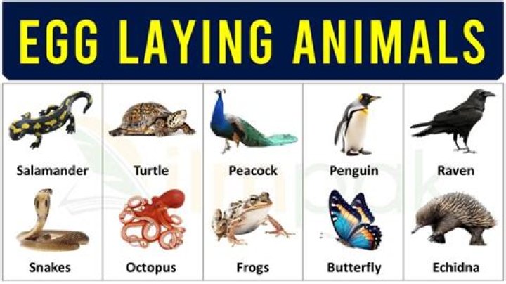 What is an egg-laying mammal known as?