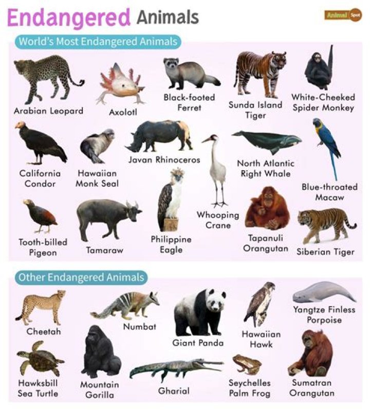 What is an endangered species in Illinois?