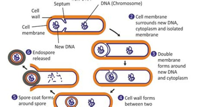 What is an Endobacteria?