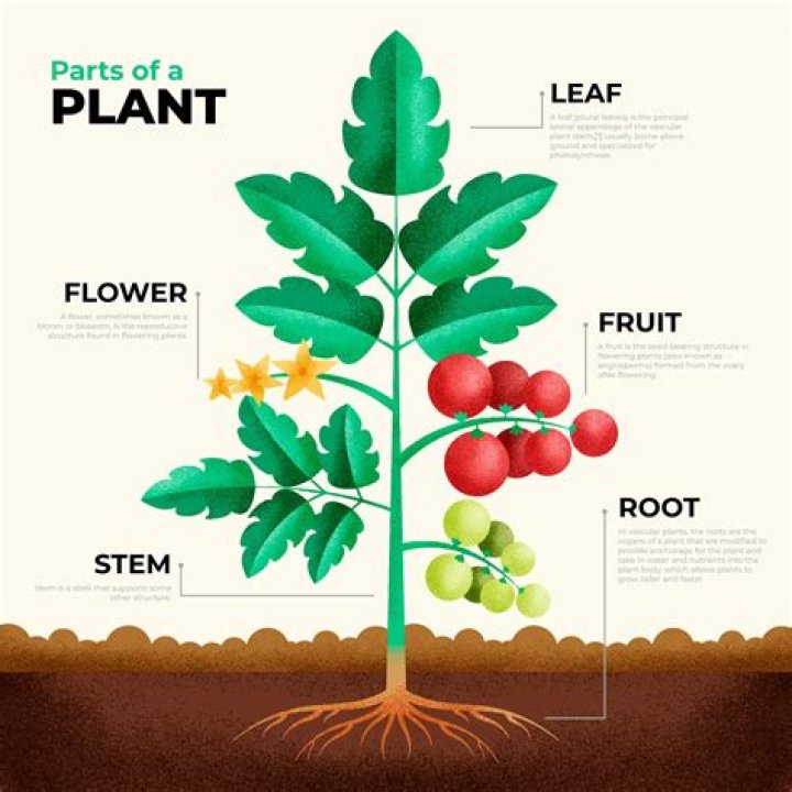 What is an example of a seed bearing plant?