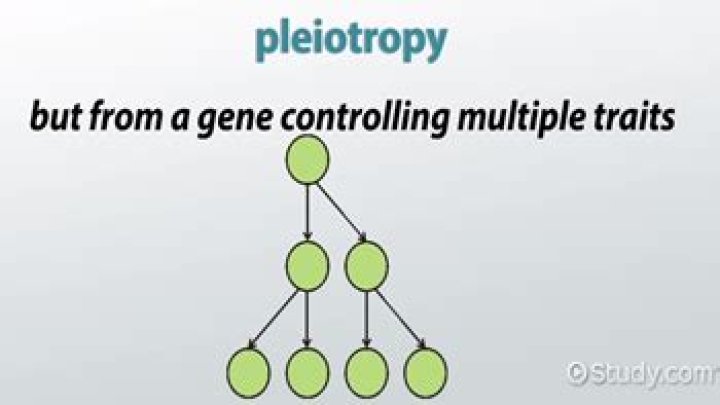 What is an example of pleiotropy?