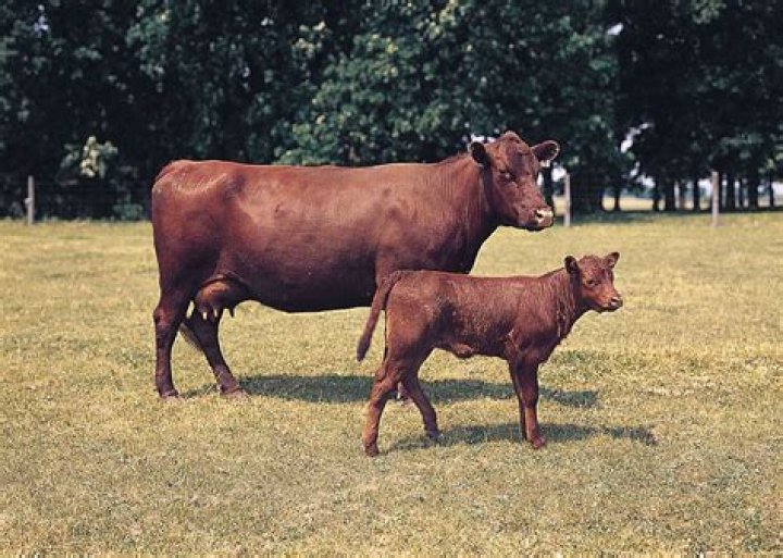What is animal breeding?