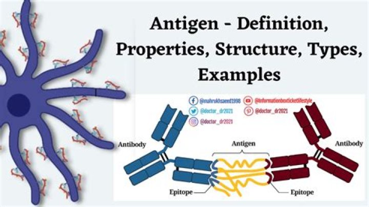 What is another word for antigen?