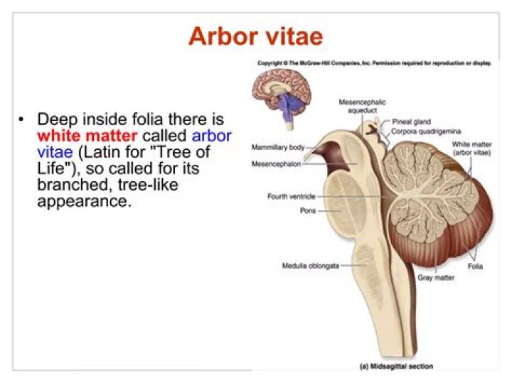 What is arbor vitae quizlet?