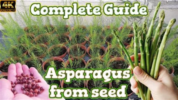 What is asparagus supplement good for?