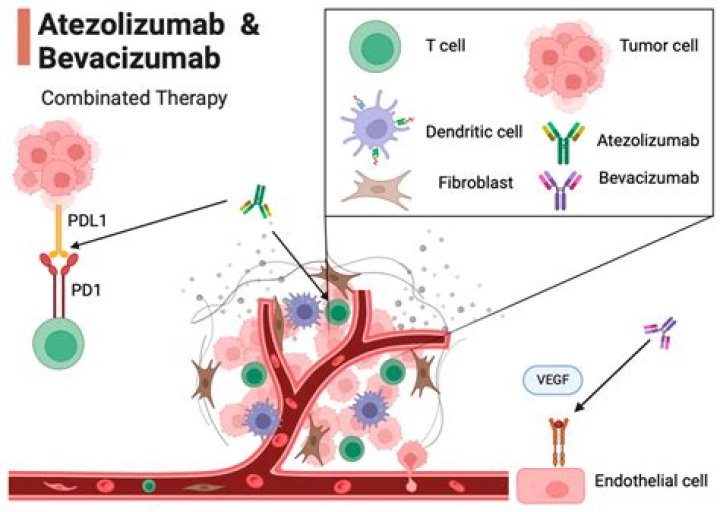 What is Atezolizumab plus bevacizumab?