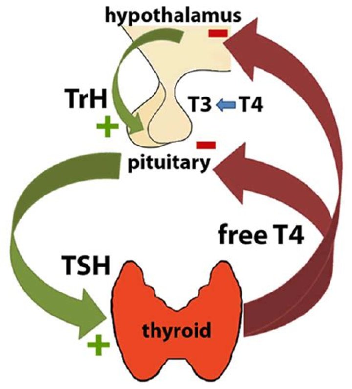 What is ATG test in thyroid?