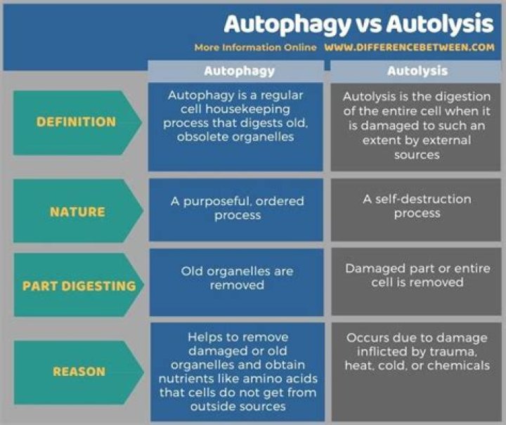 What is Autolysis sourdough?