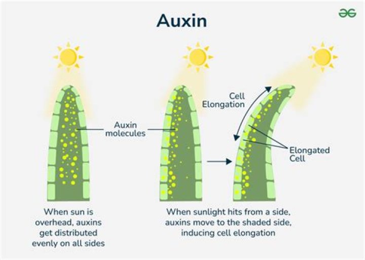 What is auxin and its function?