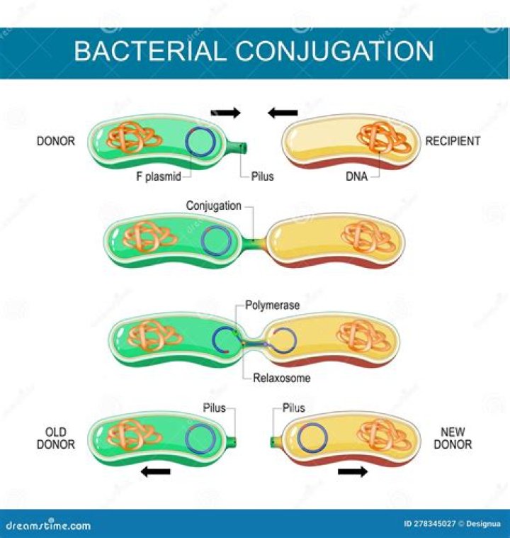 What is bacterial conjugation in microbiology?