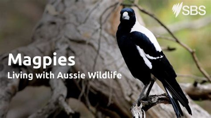 What is bad about magpies?