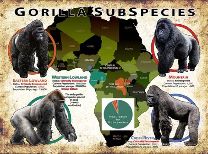 What is being done to protect Western lowland gorillas?