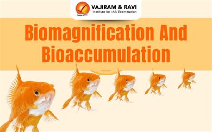 What is bioaccumulation with example?