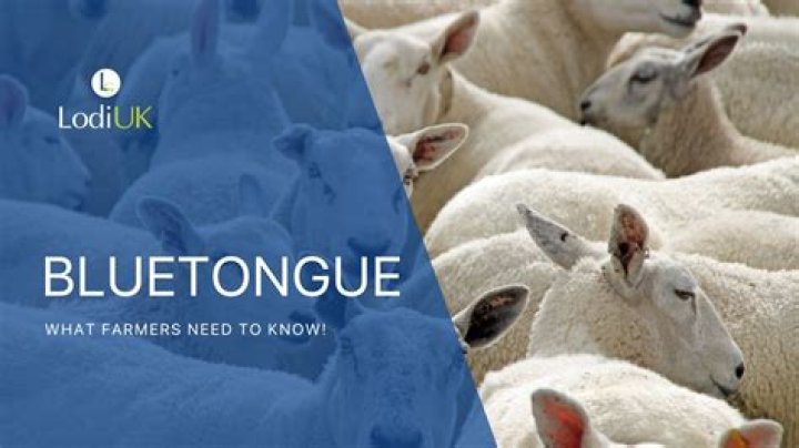 What is bluetongue in deer?
