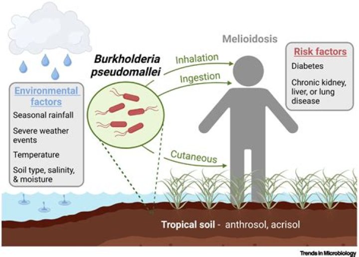 What is Burkholderia cepacia infection?