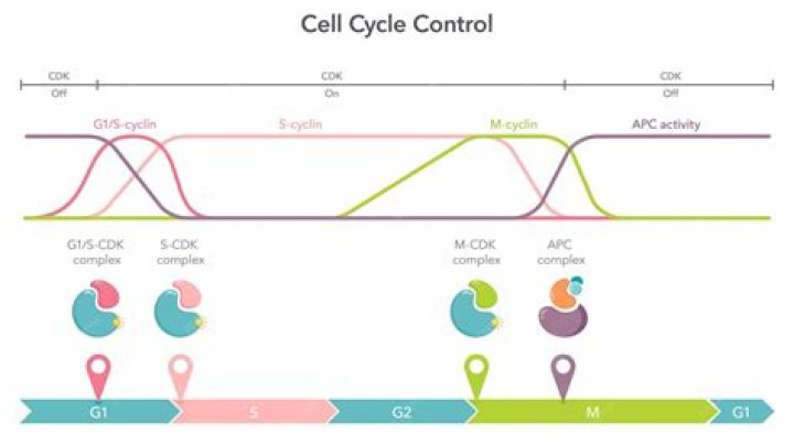 What is cell cycle control system in biology?