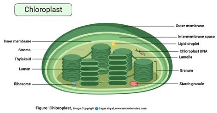 What is chloroplast short answer?