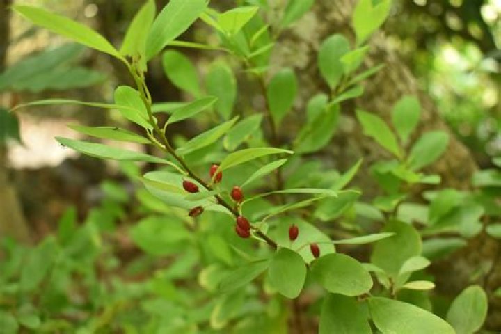 What is Coca erythroxylum used for?