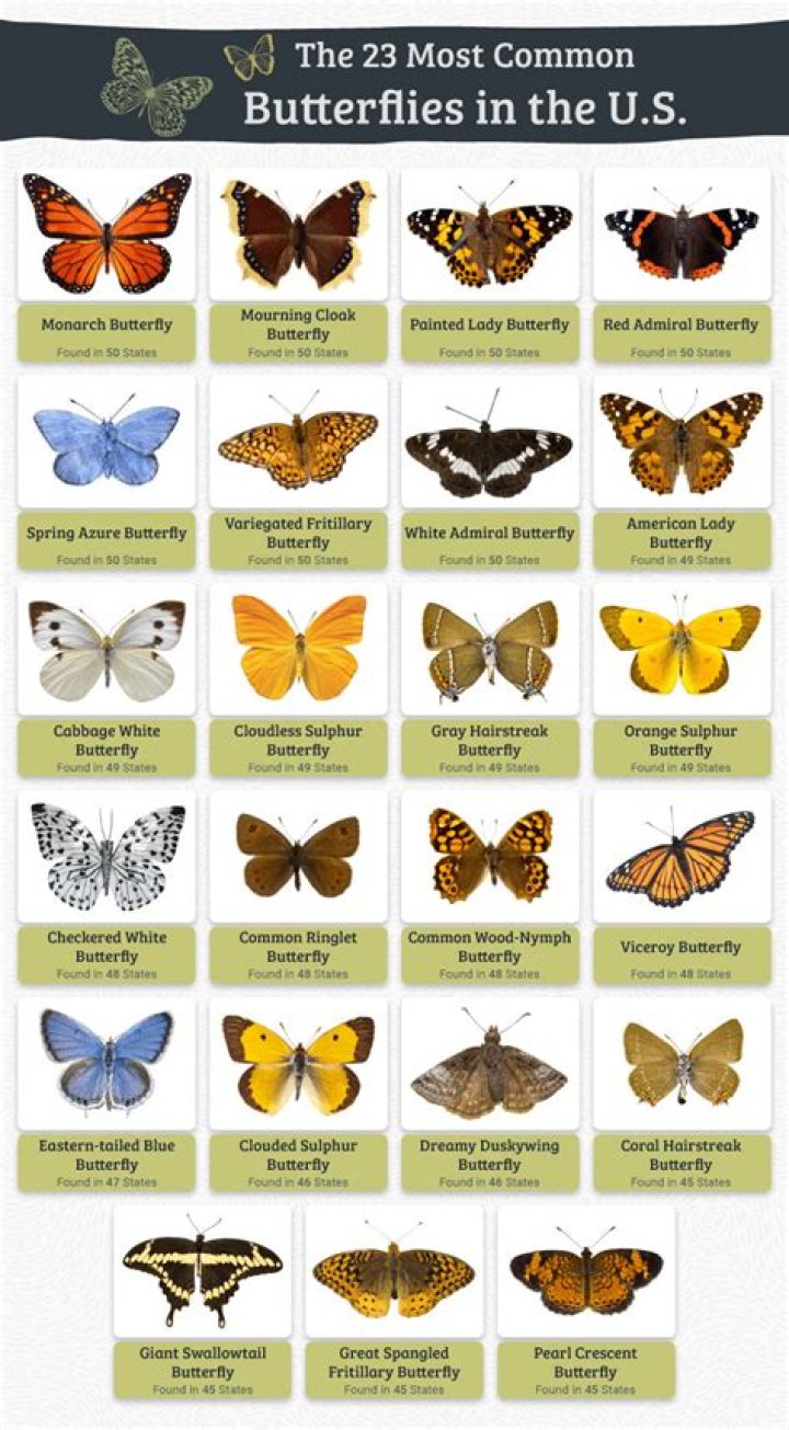 What is common butterfly?
