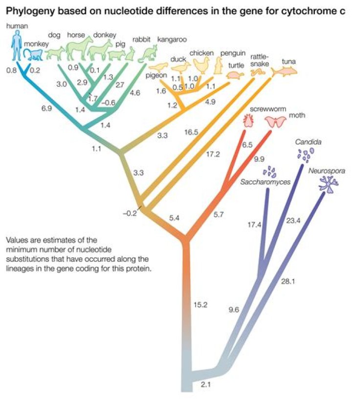 What is convergent evolution on a phylogenetic tree?