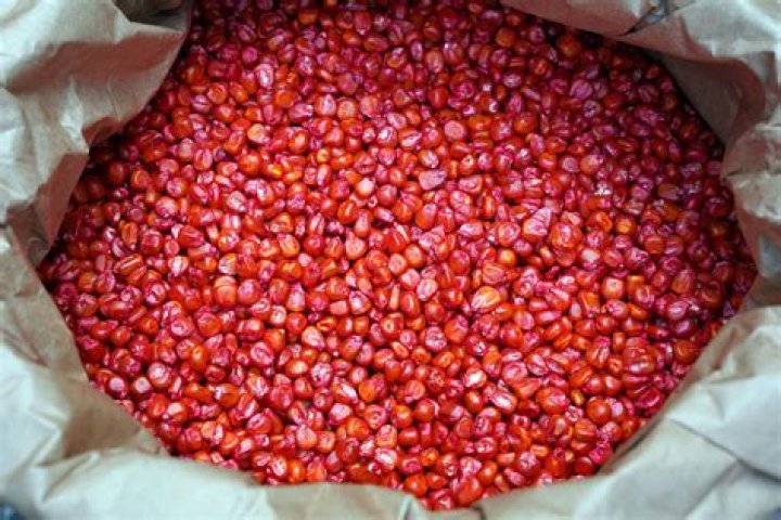 What is Cruiser treated corn seed?