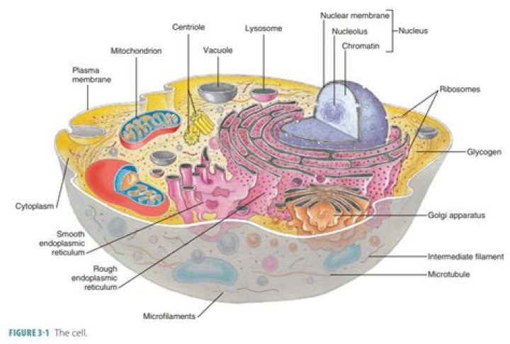 What is cytosol and cytoskeleton?