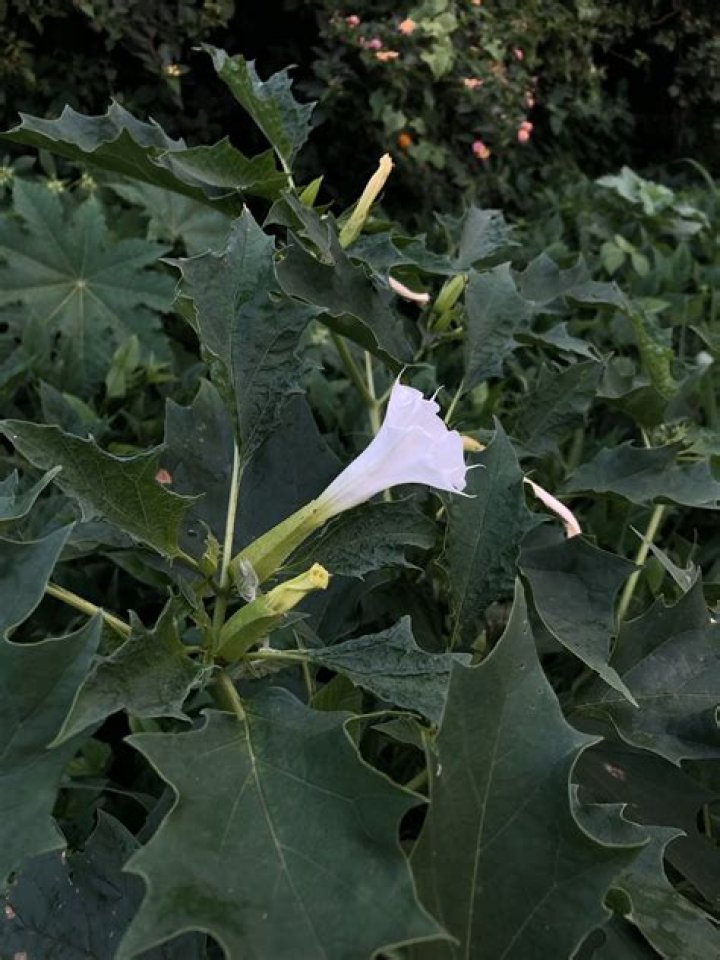 What is Datura stramonium?