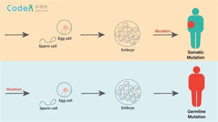 What is difference between somatic cell and germ cell?