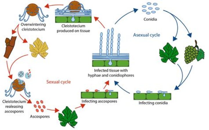 What is Diseases cycle Peronosclerospora Sorghi?