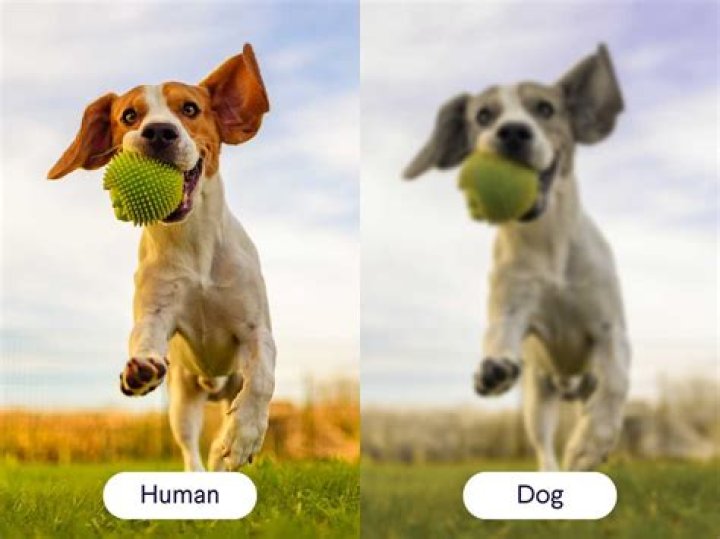 What is dog snap?