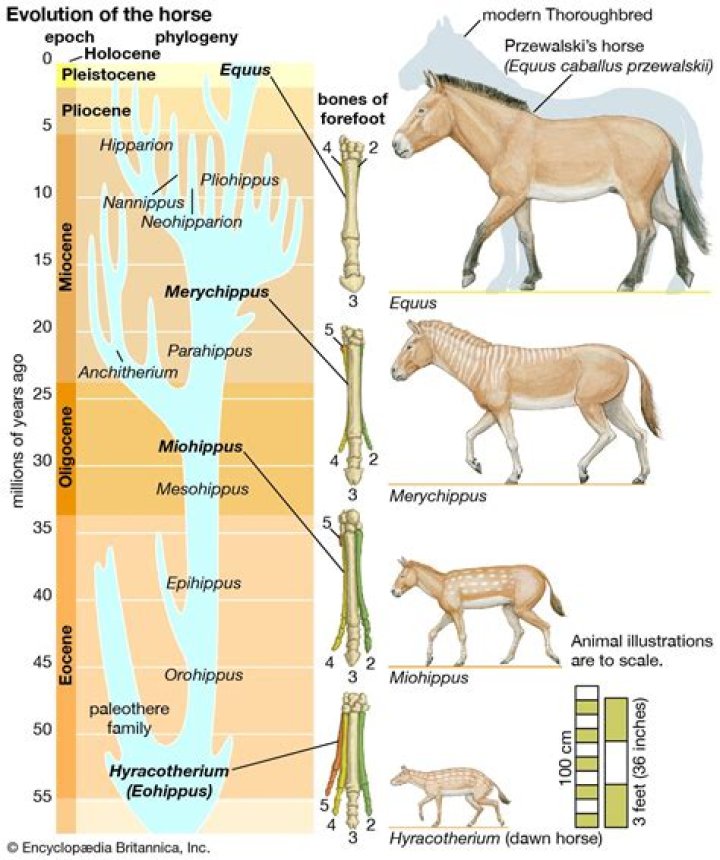 What is domestication of the horse?
