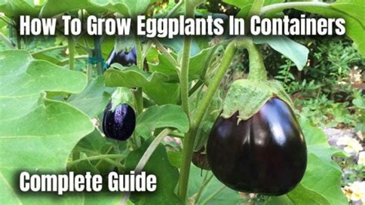 What is eating my eggplant in the garden?