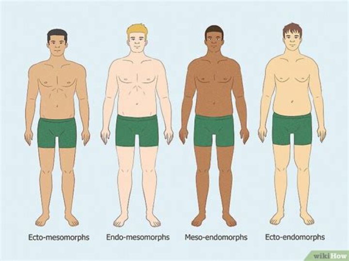 What is ecto meso and endo?