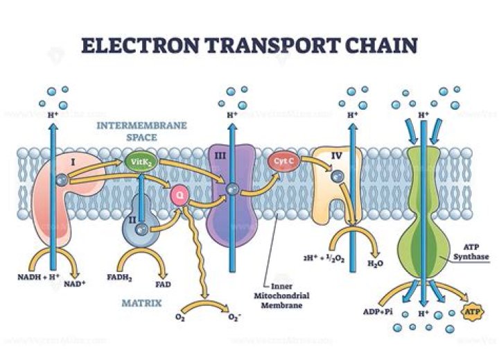 What is electron transport system in mitochondria?