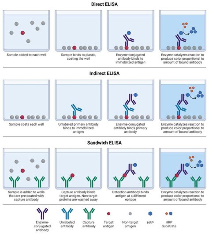 What is ELISA technique?