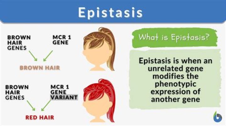 What is epistasis quizlet?
