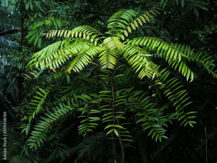 What is eurycoma longifolia jack used for?