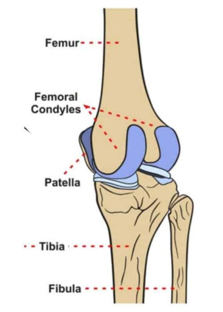 What is femoral condyle?