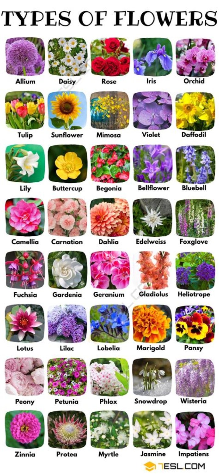 What is Flowers of Sulphur for horses?